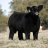 BEAST CATTLE CO