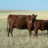 aandtcattle