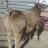 TBCattle1